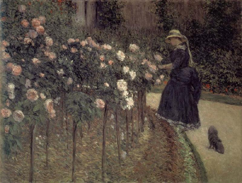 Gustave Caillebotte Roses-The Garden in Petit-Gennevilliers Norge oil painting art